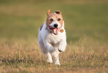 Running happy playful jack russell pet dog puppy jumping in the green grass