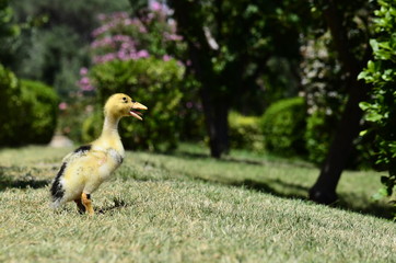a duckling quacking on the grass
