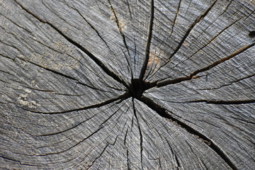 Fototapeta premium center of tree trunk 
