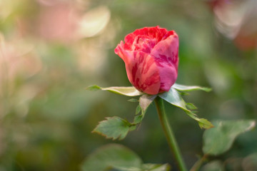 Red rose over green background