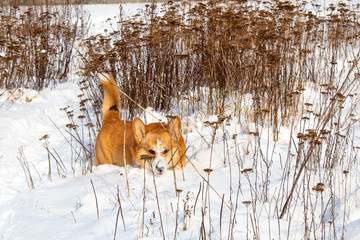 Welsh corgi pembroke winter outdoor walking. Red haired male purebred dog. Enjoying winter, playing...