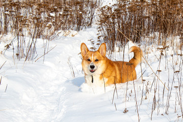 Welsh corgi pembroke winter outdoor walking. Red haired male purebred dog. Enjoying winter, playing...