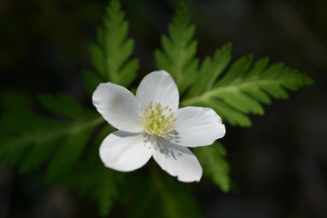 Obraz premium 二リンソウ