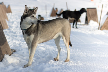 Fototapeta na wymiar Two dogs in the snow 