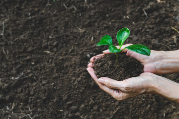 Closeup hand of person holding abundance soil with young plant in hand   for agriculture or planting peach nature concept.