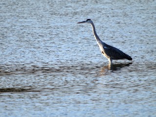 bird