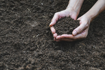 Closeup hand of person holding abundance soil for agriculture or planting peach.