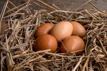group of brown chicken eggs on straw bird nest 