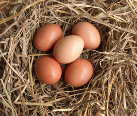 group of brown chicken eggs on straw bird nest 