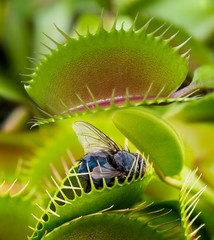 Venus flytrap - dionaea muscipula with trapped fly