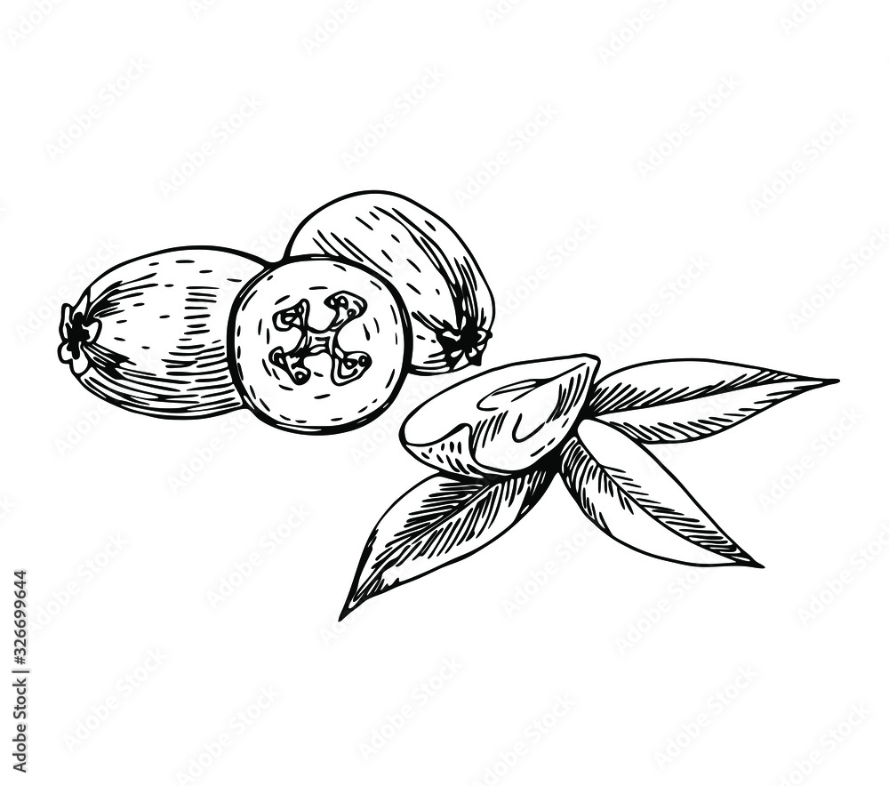 Wall mural Feijoa set with leaves in line art style.