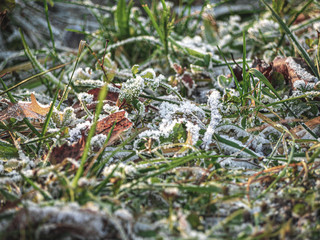 Green grass and fallen leafs covered by white hoar. Brown dry leafs lie on frozen grass with hoarfrost.