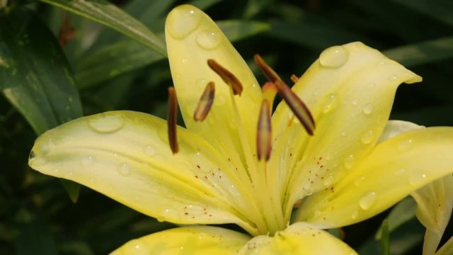 Yellow lily flowers in close up