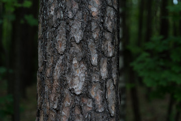Pine trunk in a dark forest