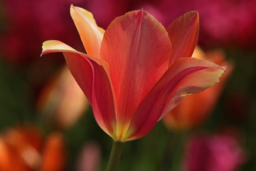 Colorful tulips in Istanbul / Emirgan park