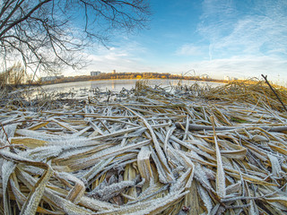 Dry grass covered by hoarfrost on a lake shore. Thickets of sedge and reeds on a frozen lake with slippery ice surface in city park. Fish eye view.