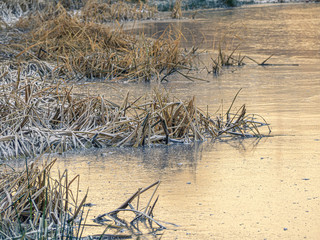 Green grass covered by hoarfrost on a lake shore. Thickets of sedge and reeds on a frozen lake. Slippery ice surface with refrigerated grass.