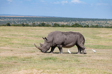 Obraz premium white rhinoceros grazing in the short grasses of the Ol Pejeta Conservancy Kenya