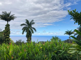 Fototapeta na wymiar tropischer Ausblick Palmen und Meer