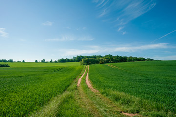 Fototapeta na wymiar Sunny summer day country road, green meadows and blue sky