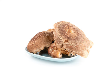 Shiitake mushroom isolated on white background.