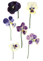 herbarium. Saintpaulia ionantha. dried violet flowers. isolated on white background.