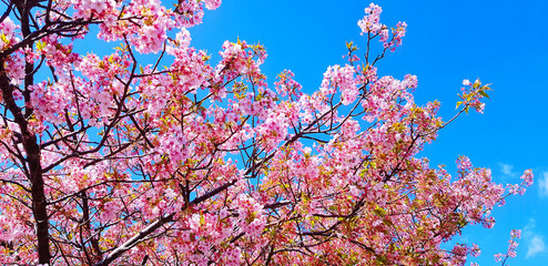 Beautiful branch of Sakura cherry blossom or pink flower blooming with clear blue sky background in Japan. Beauty in nature, Floral at springtime and Flora in garden park.