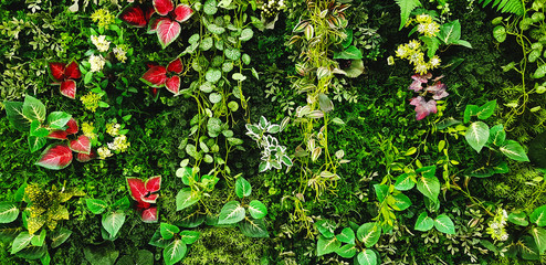 Fototapety  Zielone pnącze, winorośl lub bluszcz i czerwone liście ściany na tle. Naturalna tapeta lub wzór Natura. Sezon świeżości