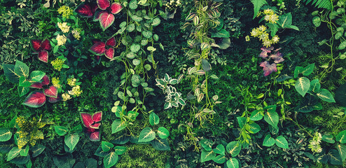 Panele Szklane  Zielone pnącze, winorośl lub bluszcz i czerwone liście ściany na tle w odcieniu niebieskiego filtra vintage. Naturalna tapeta lub wzór Natura. Sezon świeżości