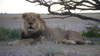 Male lion resting at the savanna