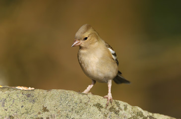 Female chaffinch (Fringilla coelebs) perched on a wall