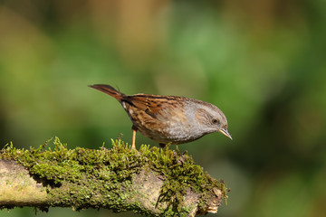 Dunnock (prunella modularis) perched on a moss covered branch