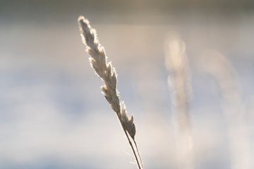 Frozen Blades of Grass Against a Snowy Winter