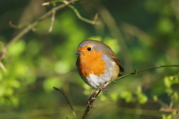 Robin (erithacus rubecula) perched on a branch