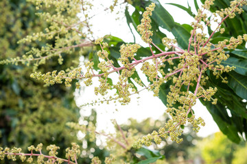 Bunch of mango flowers on tree