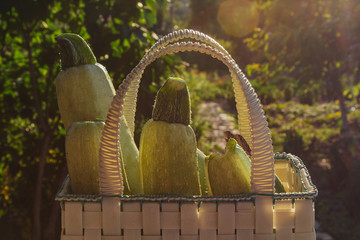 Healthy eating Vegetables on the salad. Good harvest. Close-up. Fresh organic zucchini in a basket...