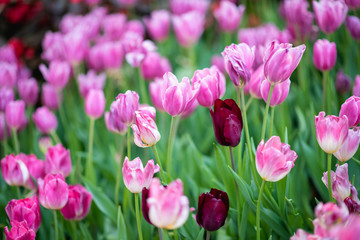 Colorful tulips in the flower garden.