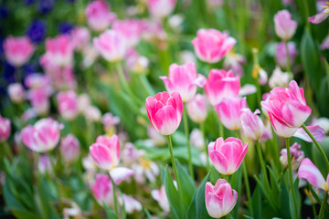 Obraz na płótnie Canvas Colorful tulips in the flower garden.