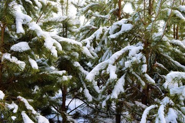 trees