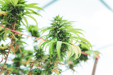 Blooming Marijuana plant. Marijuana plant at flowering stage growing outdoor.