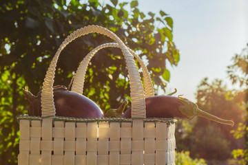 Fresh organic eggplant in a basket on a wooden table in the garden. Healthy eating Vegetables on...