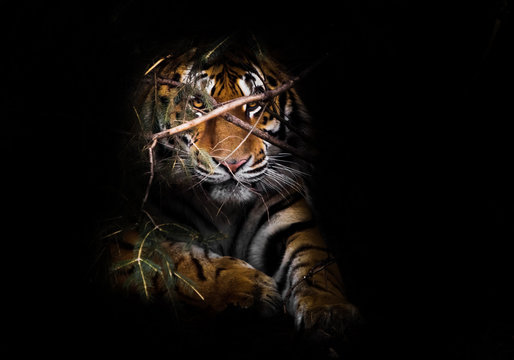 Night Darkness. Impressively Lies Resting Full Face, A Powerful Body And A Calm Look From Behind The Branches., Siberian Tiger - A Powerful And Rare Predator Hiding In The Thickets Of Spruce,