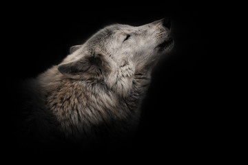 an ashen white polar wolf snout on a black background howls in the moonlight.  looking up, a gloomy...