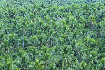 View from above, stunning aerial view of a palm tree forest is Siargao, Philippines. Siargao is a tear-drop shaped island in the Philippine Sea.