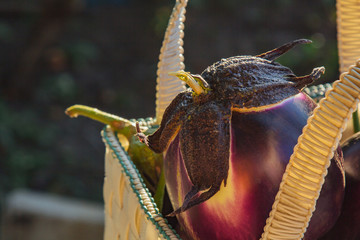 Fresh organic eggplant in a basket on a wooden table in the garden. Healthy eating Vegetables on...