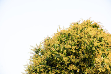 Bunch of mango flowers on tree