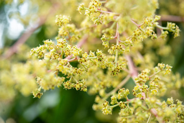 Bunch of mango flowers on tree
