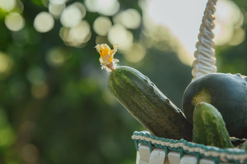 Fresh organic cucumbers in a basket on a wooden table in the garden. Healthy eating Vegetables on...
