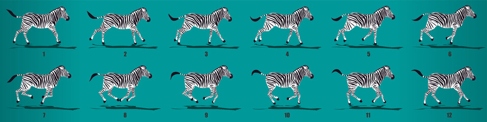 Fototapeta na wymiar Zebra run cycle animation frames, loop animation sequence sprite sheet 
