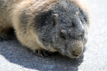 Murmeltier (Marmota marmota) in den Schweizer Alpen